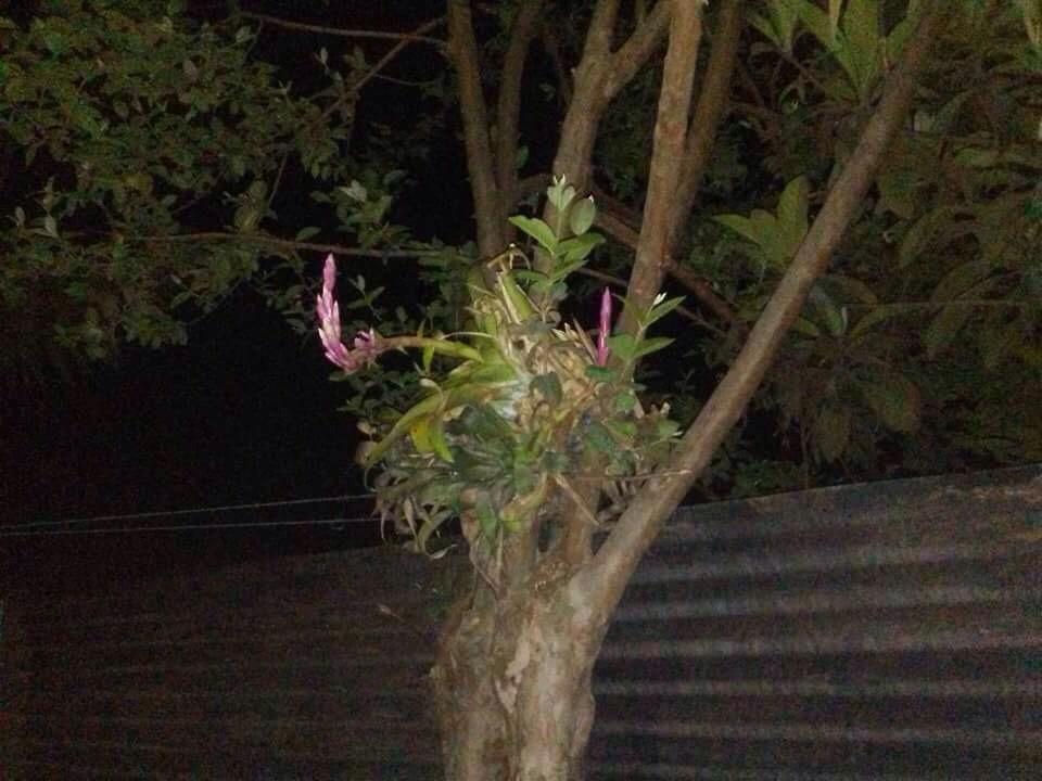 فندق Cora Izone Cobán المظهر الخارجي الصورة